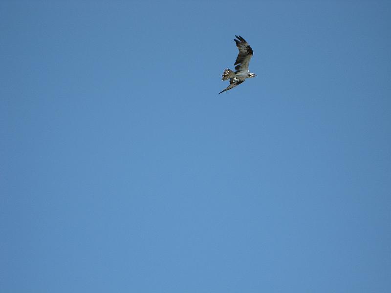 Picture 020